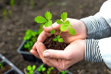 Top view of a female hands with strawberry seedlings. Close up view. Selective focus. Spring and gardening concept.