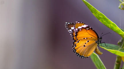Fototapeta na wymiar Butterfly searching for nectar 