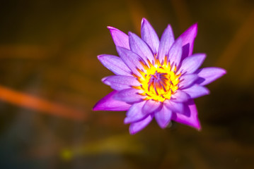 Close up of pink lotus flowers