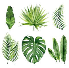 Fototapeta na wymiar Tropical summer leaves. Exotic plant set for textile design, invitation tropical design, greeting, card, postcard. Watercolour fronds isolated on white background.