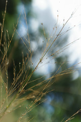 Plante, feuilles vertes et brins d'herbes