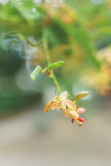 Fleur orange avec bourgeons sur fond de végétation verte au printemps