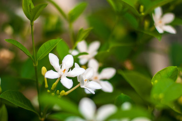 Obraz na płótnie Canvas Close up of Orange jasmine flowers