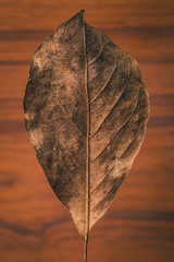 Closeup or macro photo of a dried brown leaf with visible veins and texture on it. Vertical photo of a brown leaf. Concept of autumn background.
