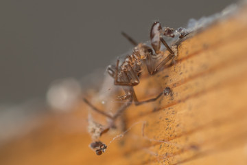 Remais of a dead hairy domestic spider on a wooden edge covered in spiderweb and dust.