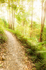 A tranquil hiking trail at sunrise.