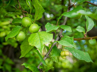 Unripe green mirabelle hanging from a branch. Fresh plum tree with fresh green leaves and blurred background.