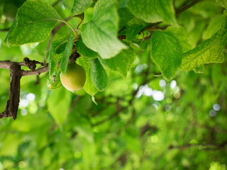 Single unripe green mirabelle hanging from a branch. Fresh plum tree with fresh green leaves and blurred background.