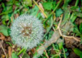 Beautiful dandelion against green background. Close up with a dandelion flower.