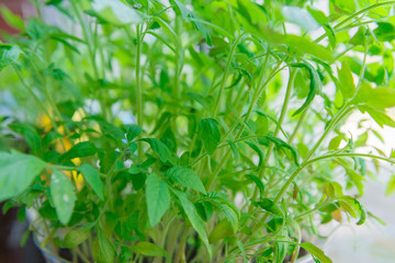 Young green tomato seedlings at home on the window.