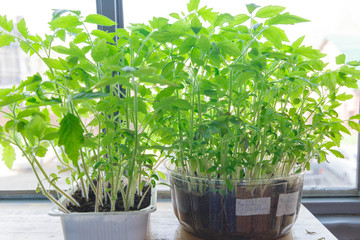 Young green tomato seedlings at home on the window.