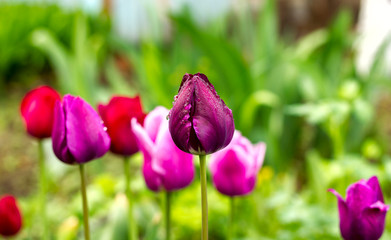 beautiful pink and purple tulips closed and half-open in drops of dew on a flower bed close-up