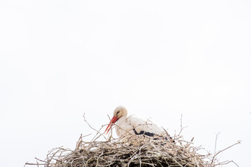 A stork stands in its nest in the spring , white sky in background. copy-space