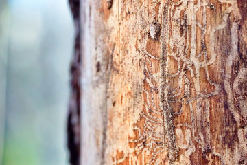 Pine tree wood eroded in wormholes suffers from bark beetle infection on out of focus blurred pine forest background with copy space.