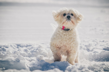A cute white westie dog standing alert and playing in thick snow. Funny and happy looking small white dog on snow.