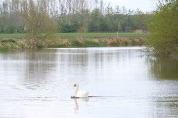 One white mute swan, Cygnus olor, gliding across a lake at dawn. Amazing morning scene, fairy tale, swan lake, swan reflected in the lake