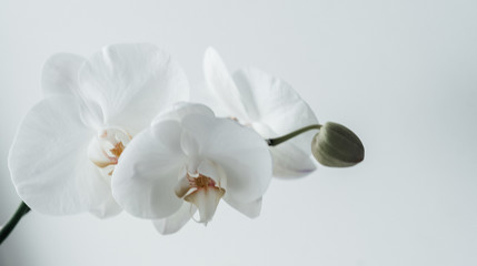 Fototapeta na wymiar .white orchid bud, flower on a white background, close-up