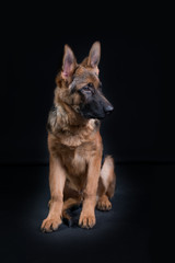 Portrait of a German Shepherd, 3 years old, sit in full body, in front of black background, copy-space