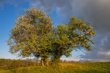 alter einzeln stehender baum