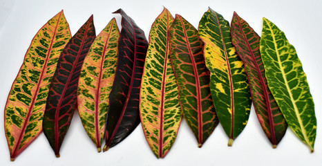 Multicolored croton leaves are arranged on a white background. © Somratana