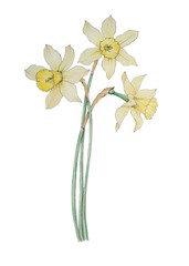 The bouquet of spring yellow daffodils. Botanical illustration of flowers.