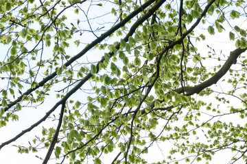Natural green leaves with branches white background. In springtime