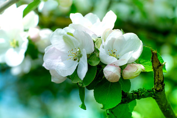 Blooming apple tree branches on a bright spring background.