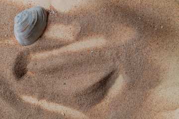 seashells in the sand of the Mediterranean Sea, there is a place for text