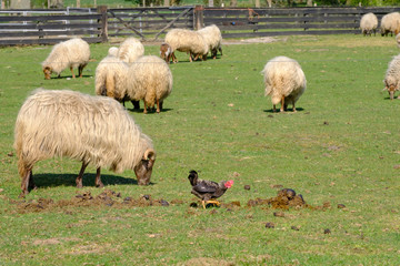 Close-up of black rooster crowing, the cock pecks in a lump of shit, selective focus. sheeps in background