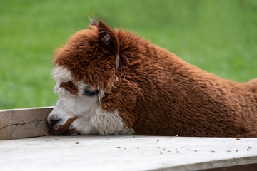 Brown fur hair Alpaca in a green meadow. eats chunks. Selective focus on the head of the alpaca, photo of head