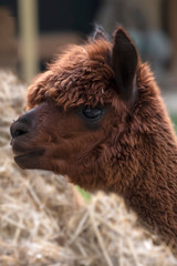 Brown Alpaca in front of a bump of staw Selective focus on the head area of the brown alpaca