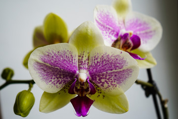 Fototapeta na wymiar Two inflorescences green-purple orchid on the window