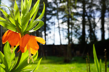 Fritillaria imperialis flower closeup side view