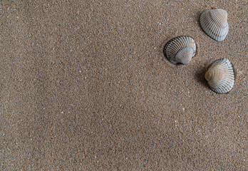 Fototapeta na wymiar seashells in the sand of the Mediterranean Sea, there is a place for text