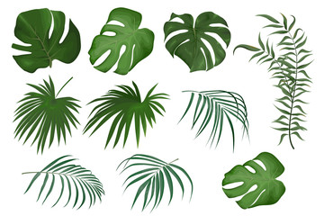 Vector set of tropical leaves. Leaves of palm, monstera, exotic greenery. Plants on a white background.
