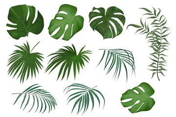 Fotobehang Tropische bladeren Vectorreeks tropische bladeren. Bladeren van palm, monstera, exotisch groen. Planten op een witte achtergrond.