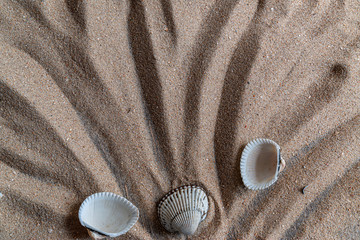seashells in the sand of the Mediterranean Sea, there is a place for text