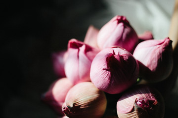 Lotus flowers. Buddhism ceremony in the temple.