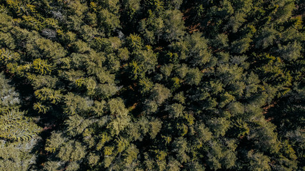Ocean shore, sand and rocks on the sea coast. Pinetree forest top view from quadcopter.