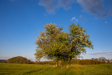 einzeln stehender Baum