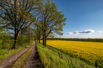 Naklejka premium Country lane near yellow rapeseed field with blue sky