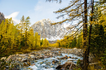 Autumn landscape with the Aktru river and Karatash peak. Altai mountains in cloudy weather. Siberia. Russia