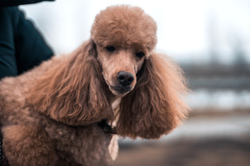 An orange poodle looks at the camera while sitting in a person's arms. A dog is a friend of a person. A dog with an interesting hairstyle.