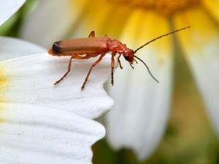 A common red soldier beetle on a plant in a natural enviroment. Rhagonycha fulva.
