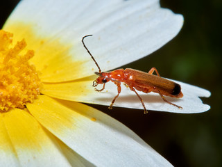 A common red soldier beetle on a plant in a natural enviroment. Rhagonycha fulva.
