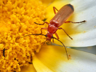 A common red soldier beetle on a plant in a natural enviroment. Rhagonycha fulva.