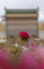 flowers in the garden of the beautiful palace of King Mohammed 6 in Fez