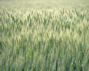 麦畑（Wheat field）