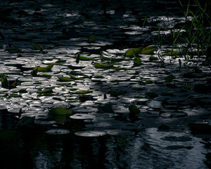 光が当たる池（Pond in the light）