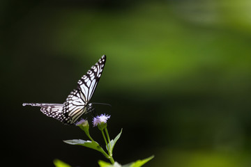 butterfly on a flower